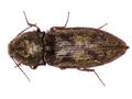 Prosternon tessellatum